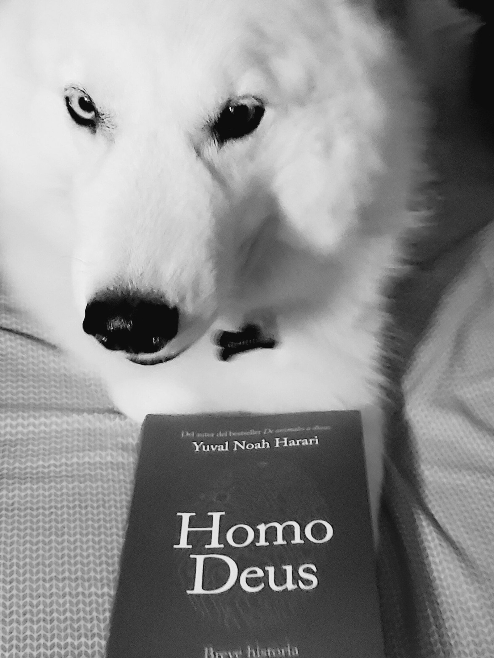 RENZO RECOMIENDA HOMO DEUS